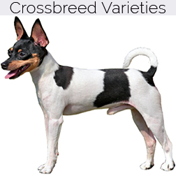 Toy Fox Terrier Dog Crossbreeds