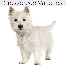 West Highland White Terrier Dog Crossbreeds
