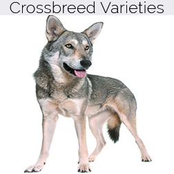 Wolf Crossbreed Dogs
