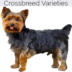 Yorkshire Terrier Dog Crossbreeds