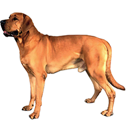 Danish Broholmer Dog