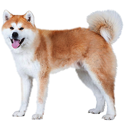 Japanese Akita Inu Dog