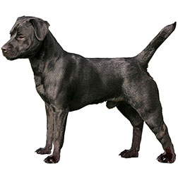 Patterdale Terrier Dog
