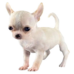 Teacup Chihuahua Dog