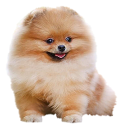 Teacup Pomeranian Dog