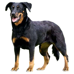 Beauceron Dog