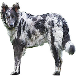 Hungarian Mudi Dog