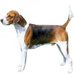 English Foxhound Dog