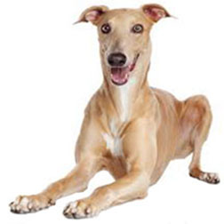 Greyhound Dog (Standard)
