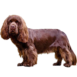 Sussex Spaniel Dog