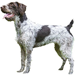 German Wirehaired Pointer Dog