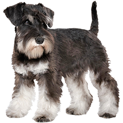Miniature Schnauzer Terrier Dog
