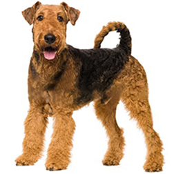 Airedale Dog
