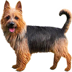 Australian Terrier Dog