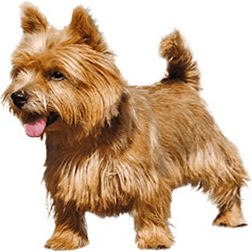 Norwich Terrier Dog