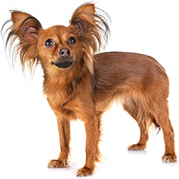Russian Toy Dog