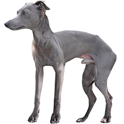 Italian Greyhound Dog