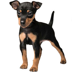 Toy Manchester Terrier Dog