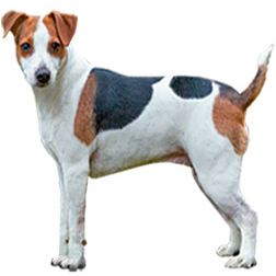 Danish-Swedish Farmdog