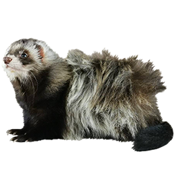 Angora Ferret