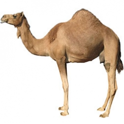 Old World Camelids