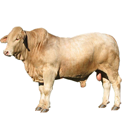 Australian Charbray Cow