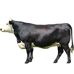 Black Hereford Cow