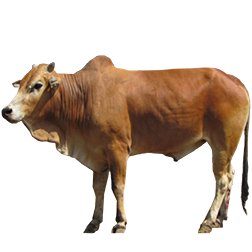 Madurese Cow