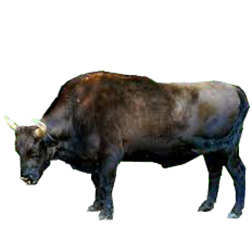 Żubroń Cow