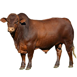 Crossbred Cattle
