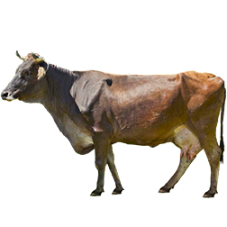 Agerolese Cow