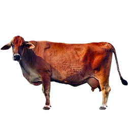 Australian Milking Zebu Cow