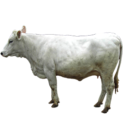 Bianca Modenese Cow