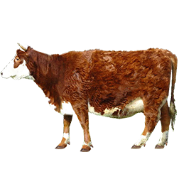 Blaarkop Cow