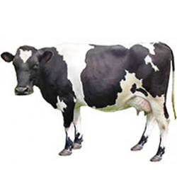 Burlina Cow