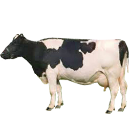 Chinese Black Pied Cow