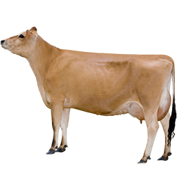 Danish Jersey Cow