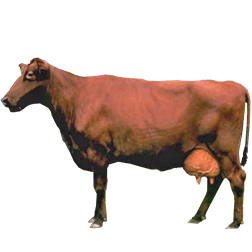 Estonian Red Cow
