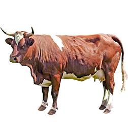 Evolene Cow