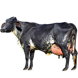 Girolando Cow