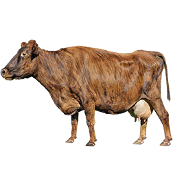 Icelandic Cow