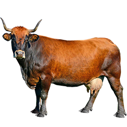 Murnau-Werdenfels Cow