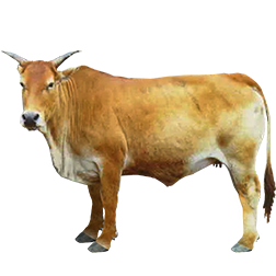 Southern Yellow Cow