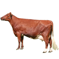 Swedish Red Cow