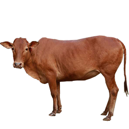 Vechur Cow