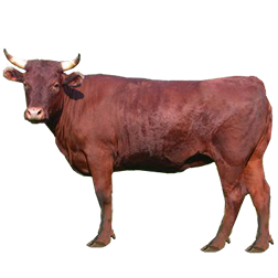 American Milking Devon Cow