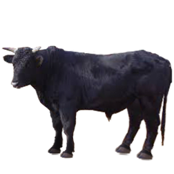 Anatolian Black Cow