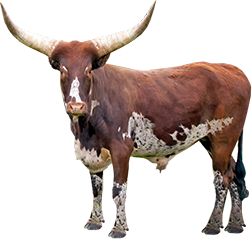 Ankole-Watusi Cow