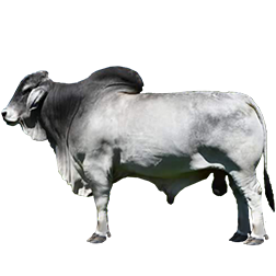 Brahman Cow