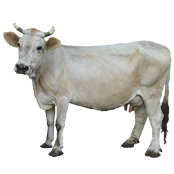 Busa Cow